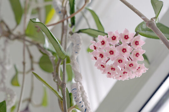 Hoya carnosa big inflorescence. rare nice pink blooming flowers cluster hanging from top