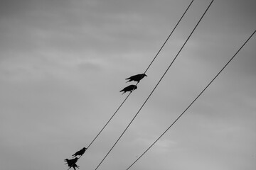 crows on a wire black and white