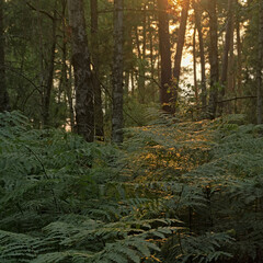 Warm golden sunset in a pine forest with silhouettes of trees in Ermenonville, France 