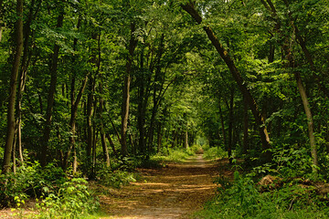 Obraz premium Path through a sunny green spring forest in Ermenonville, Oise, France