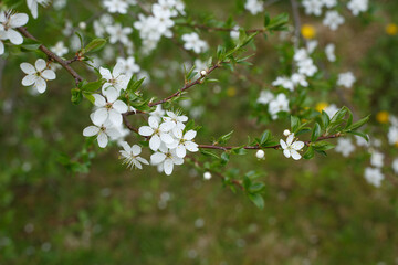 Selective focus, blossoming tree branch with white flowers. Concept of spring blossom