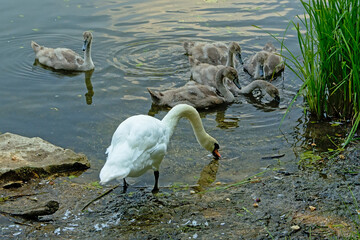 Swan mom and chicks foraging in the lake