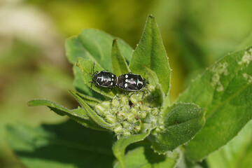 Two mating Cabbage bugs, brassica shieldbugs (Eurydema oleracea) of the family Pentatomidae on flower buds of dame's rocket, damask-violet (Hesperis matronalis). Dutch garden. Spring, May, Netherlands