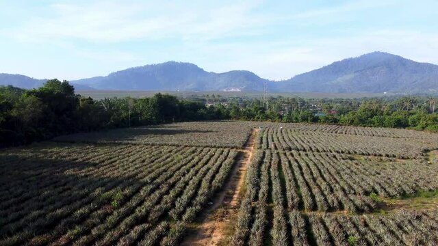 Aerial view pineapple farm with background of rainforest hill