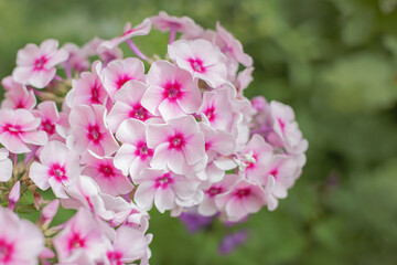pink flowers in inflorescences, phlox close-up, summer background with pink flowers