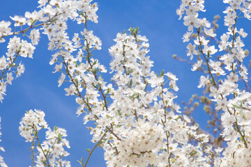 blooming fruit tree in spring, white flowers on cherry in the garden