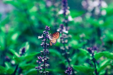 A monarch butterfly pollination on sweet basil flowers.