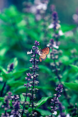 A monarch butterfly pollination on sweet basil flowers.