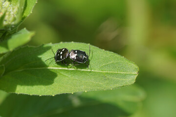 Two mating Cabbage bugs, brassica shieldbugs (Eurydema oleracea) of the family Pentatomidae on a leaf in a Dutch garden. Spring, May, Netherlands