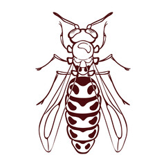 Macro of a wasp. Yellow and black flying insect.