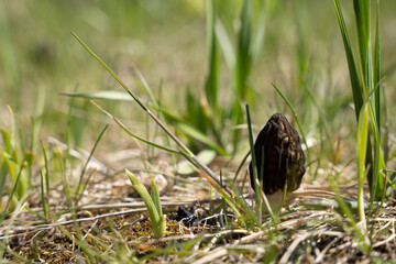 mushrooms grown in the green grass in spring