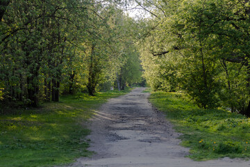 woods