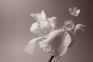 white iris and white wildflowers, studio filming, sepia.