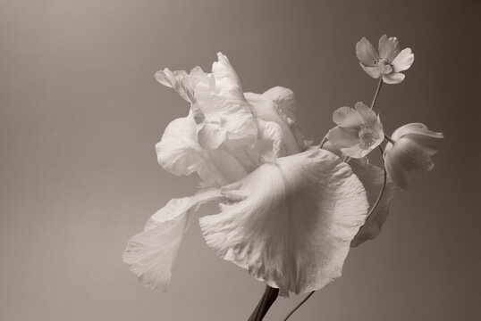 white iris and white wildflowers, studio filming, sepia.
