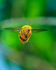 Xylocopa aestuans, Carpenter Bee, male in flight