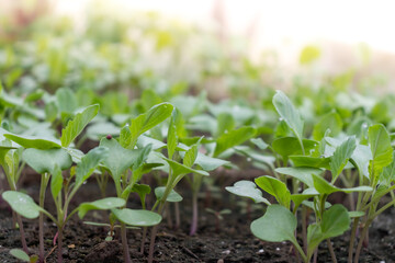 bunch lilac in vase on table