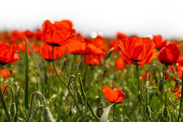 Red wild poppy flowers in a meadow in spring, on a white background. selective focus