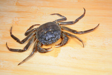 Fresh river crabs on the cutting board