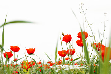 Red wild poppy flowers in a meadow in spring, on a white background. selective focus