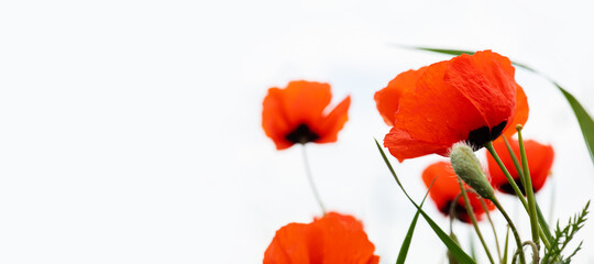 Fototapeta na wymiar Red wild poppy flowers in a meadow in spring, on a white background. selective focus. banner