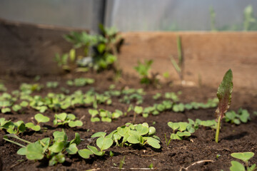 radish leaves have just grown in the greenhouse