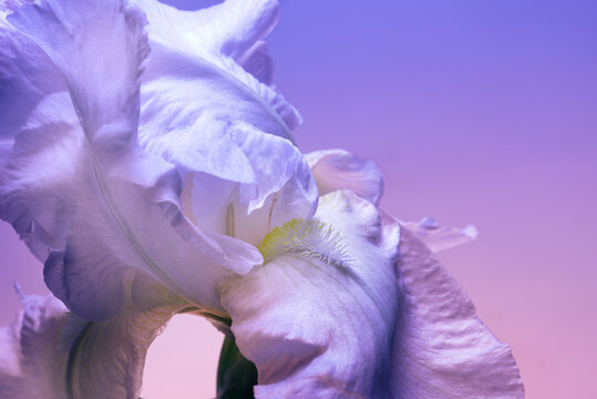 Iris bud closeup, blue shades, abstract floral background.