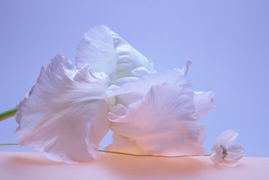 white iris on a blue background, abstract composition with buds, studio background and light.