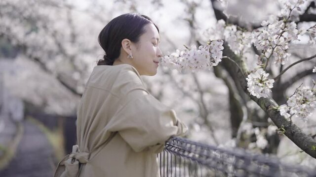桜のある公園を散策する女性