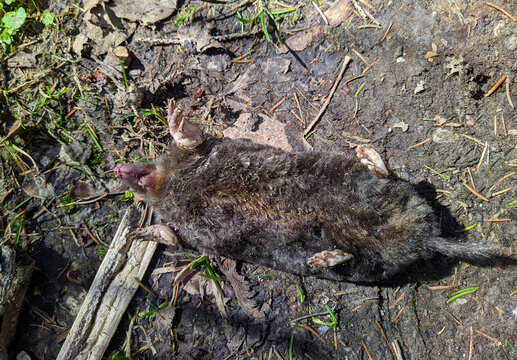 dead black and small desman in the forest at daytime in spring