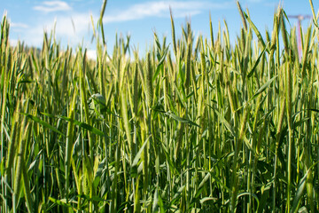 Close up of young green wheat in a wheat field on a sunny spring day