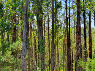 Trees in the Australian forest