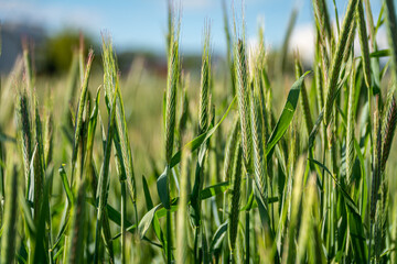 Close up of young green wheat in a wheat field on a sunny spring day