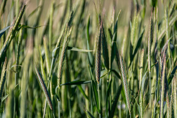 Close up of young green wheat in a wheat field on a sunny spring day