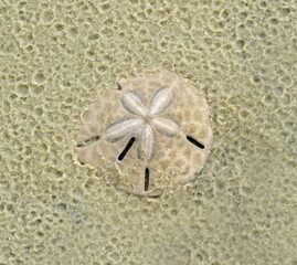 close up of a sand dollar found in the sand at low tide along the south end beach of jekyll island  in the golden isles of georgia
