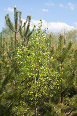 Young birch on the background of young pines, in the background the blue sky with clouds, the beginning of spring.
