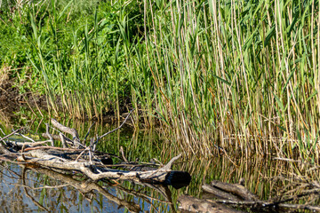 Green reed in a small pond with old wood. Nice Summerday with reflections in the water