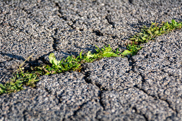 Small and green plants grow through urban asphalt soil. Green plant growing from a crack in asphalt on the road. Copy Space for text or design.
