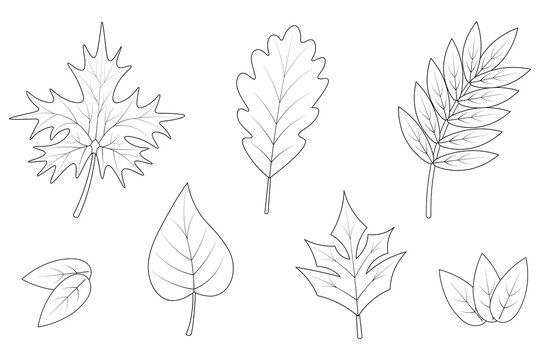 Leaves. Sketch. Vector illustration collection. Set of leaves of maple, poplar, rowan, oak and grapes. Coloring book for children. The foliage of the tree is streaked. Doodle style. 