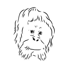 Vector illustration. Hand drawn realistic sketch of an ape, orangutan
