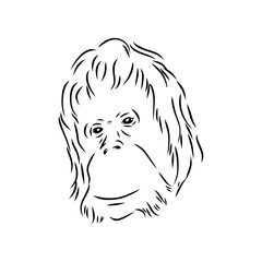 Vector illustration. Hand drawn realistic sketch of an ape, orangutan
