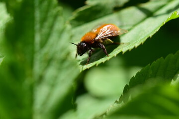 Close up of an insect on a green leaf