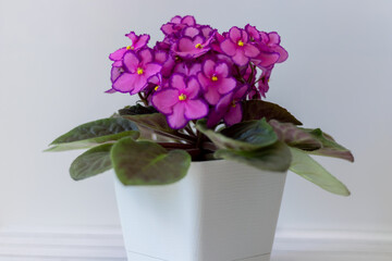 Close-up view of beautiful purple flowers in pots on the windowsill. A plant for home decoration.
