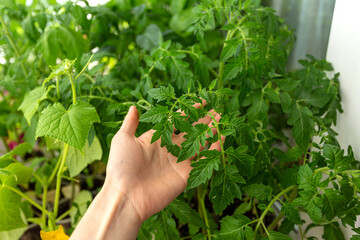 Hand holds a leaf of tomato seedling. All-season works. Garden season.