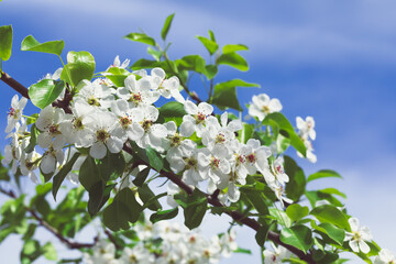 Lush flowering apple trees. White flowers of a fruit tree. Spring Gardens. Branches with flowers against the blue sky