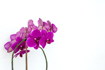Vertical photo. Purple orchid against a light wall.