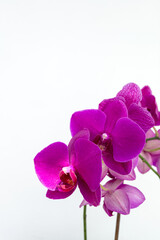 Vertical photo. Purple orchid against a light wall.