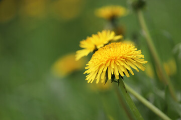 Blooming dandelion flowers in green grass. Spring meadow with yellow wildflowers