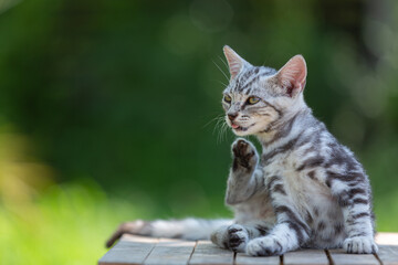 Cute American shorthair cat kitten In the garden