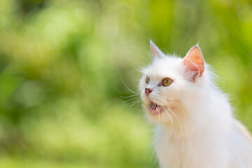 Naklejka na ściany i meble White cat In the garden