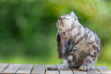 Cute American shorthair cat kitten In the garden